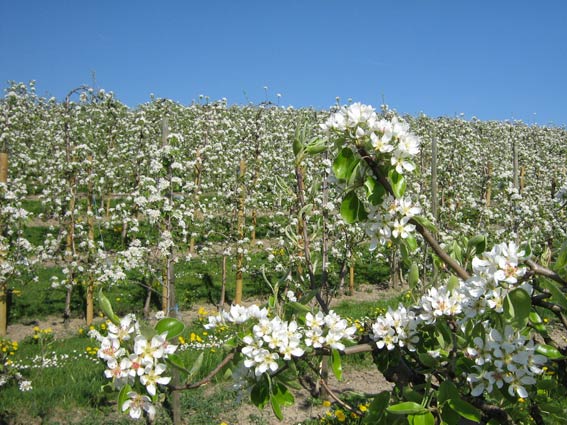 Blühende Apfelbäume in der Obstplantage