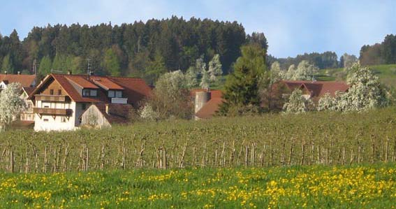 Der Ferienhof Gäßler zwischen Wiesen und Obstbäumen bei Lindau