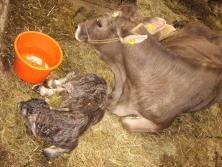 Neugeborenes Kälbchen im Stroh