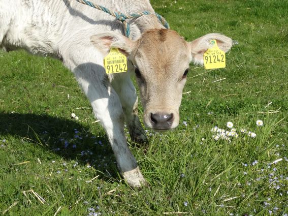 Junges Kalb auf der Weide
