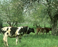 Kühe grasen auf der Streuobstwiese