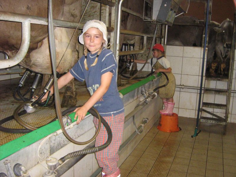 Im Melkstand des Hofes